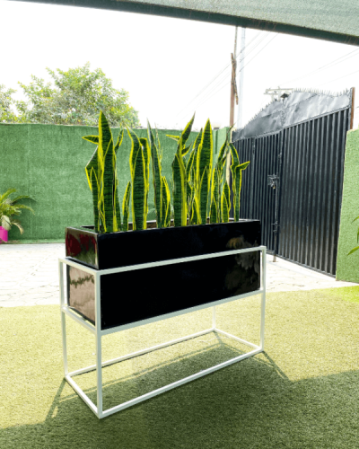 90cm snake plant potted with 60cm x 100cm trough vase