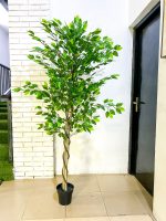 Artificial Ficus Trees Plants - 150cm And 180cm