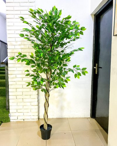 Artificial Ficus Trees Plants - 150cm And 180cm