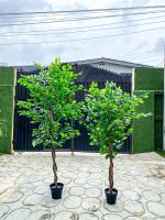 Artificial Ficus Trees Plants - 150cm And 180cm