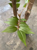 Artificial Fern Tree Plants 180cm – Realistic & Low-Maintenance - Image 2