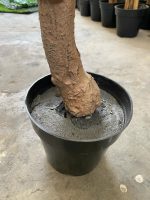 Artificial Fern Tree Plants 180cm – Realistic & Low-Maintenance - Image 3