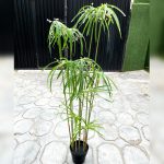 Artificial Graptopetalum Plants – 125CM |Timeless Beauty, Zero Maintenance