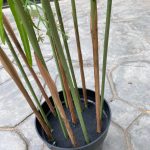 Artificial Graptopetalum Plants – 125CM |Timeless Beauty, Zero Maintenance