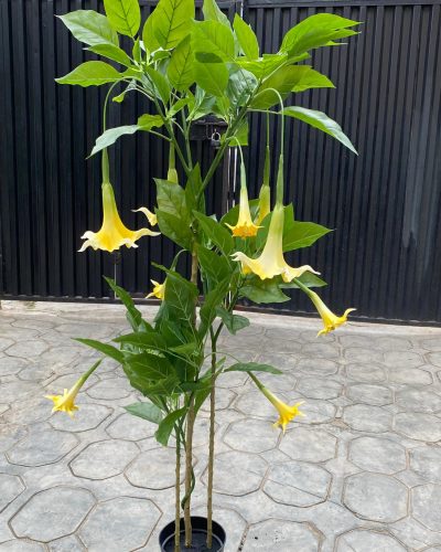 Artificial Datura Tree Plants - 160cm | Nigeria Artificial Plants Warehouse