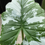 Artificial Alocacia(CocoYam) Tree Plants - 165cm