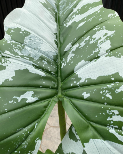 Artificial Alocacia(CocoYam) Tree Plants - 165cm