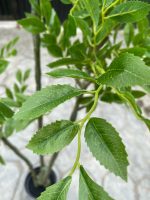 Artificial Elm Tree Plant - 160cm