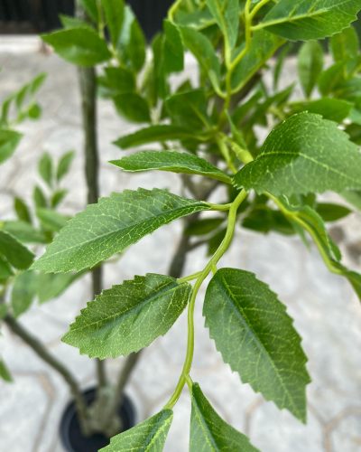 Artificial Elm Tree Plant - 160cm