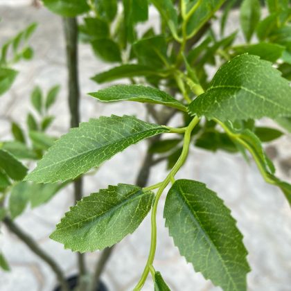 Artificial Elm Tree Plant - 160cm