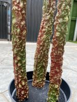 Artificial Agave Tree Plant - 140cm