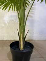 Artificial Fan Palm Plant Tree - 130cm