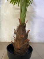 Artificial Mesh Fan Palm Tree Plants - 160cm