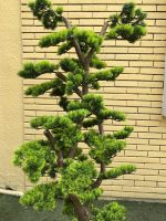 Artificial Bonsai Trees 150cm & 180cm | Luxury Indoor Decorative Plants in Nigeria - Image 3
