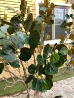 Artificial Bodhi Tree 150cm & 200cm | Luxury Indoor Decorative Tree in Nigeria - Image 4