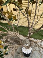 Artificial Bodhi Tree 150cm & 200cm | Luxury Indoor Decorative Tree in Nigeria - Image 6