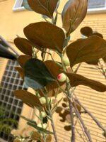 Artificial Bodhi Tree 260cm | Extra Tall Luxury Indoor Decorative Tree in Nigeria - Image 3