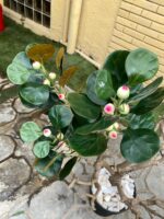 Artificial Bodhi Tree 150cm | Luxury Indoor Decorative Tree in Nigeria - Image 3