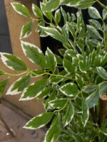Artificial Variegated Ficus Tree 180cm | Big & Small Leaf - Image 3