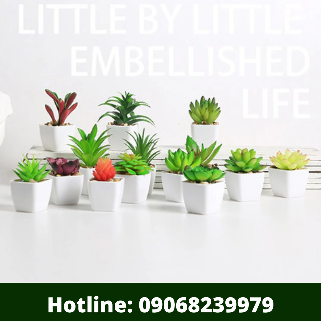 succulent plants