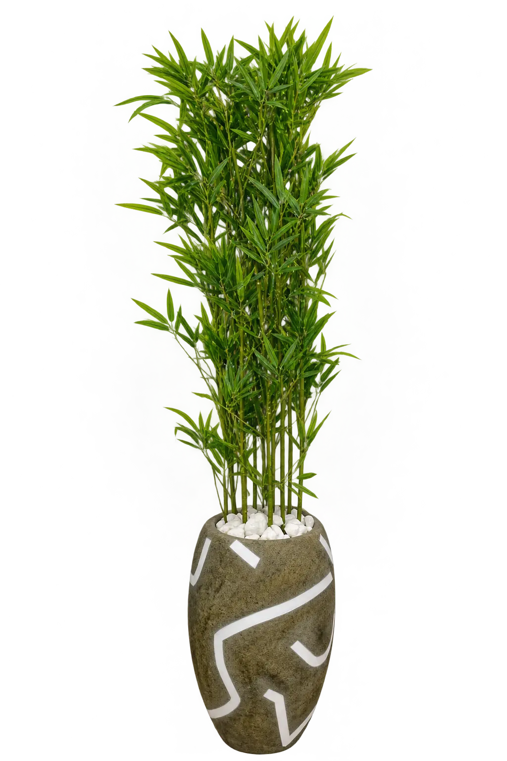 Bamboo Plant in Patterned Urn